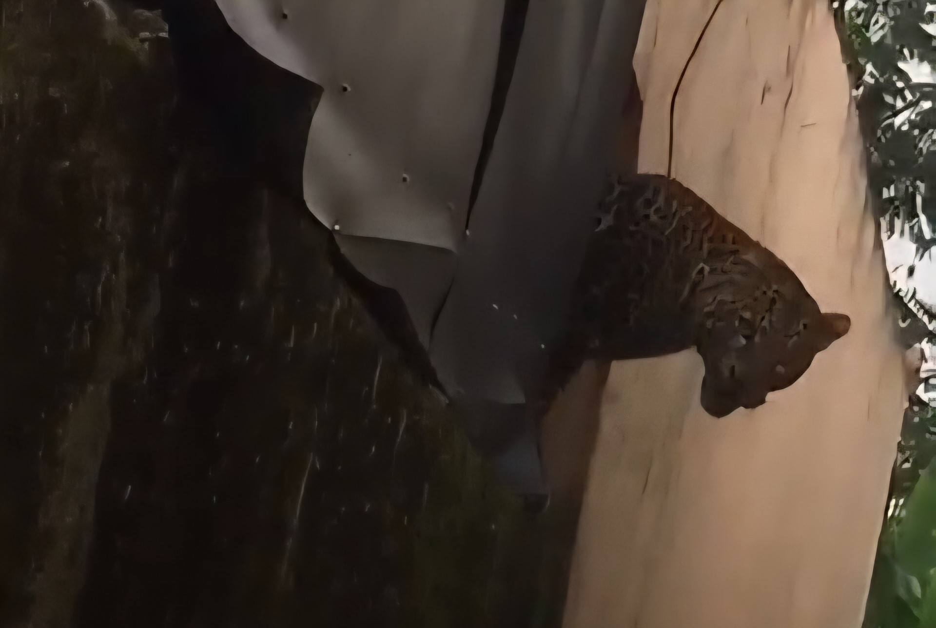 Macan Tutul Masuk ke Pasar Maruyung Bandung, Dua Warga Dilaporkan Terluka